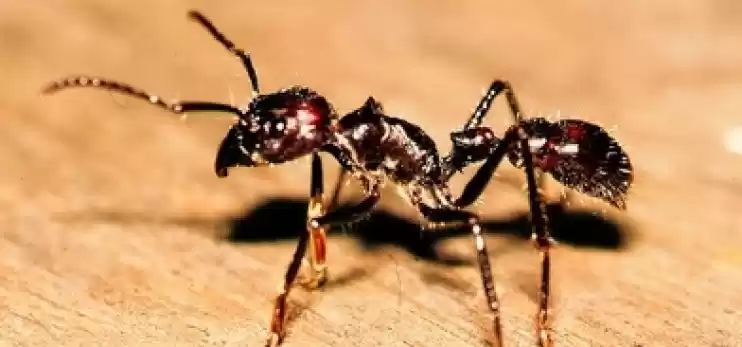 Combattere le formiche