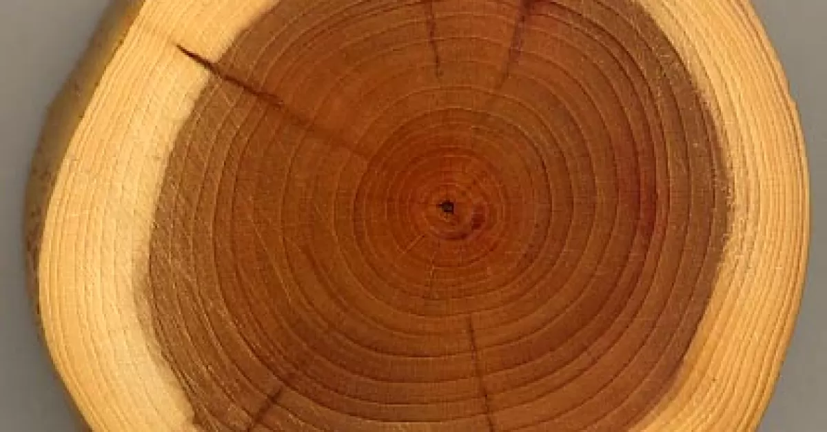 Composizione e struttura del legno