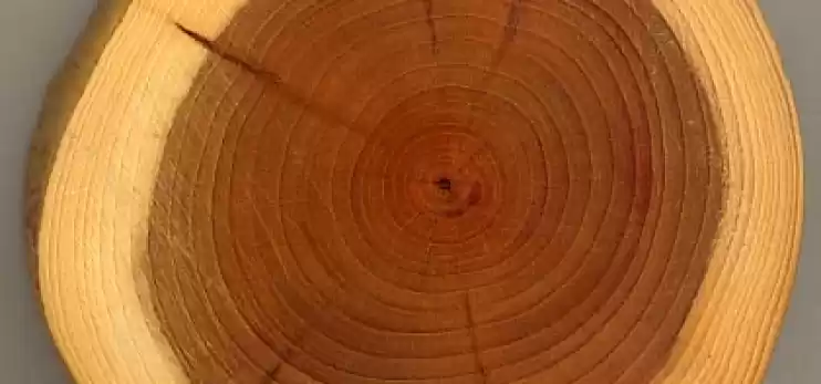 Composizione e struttura del legno