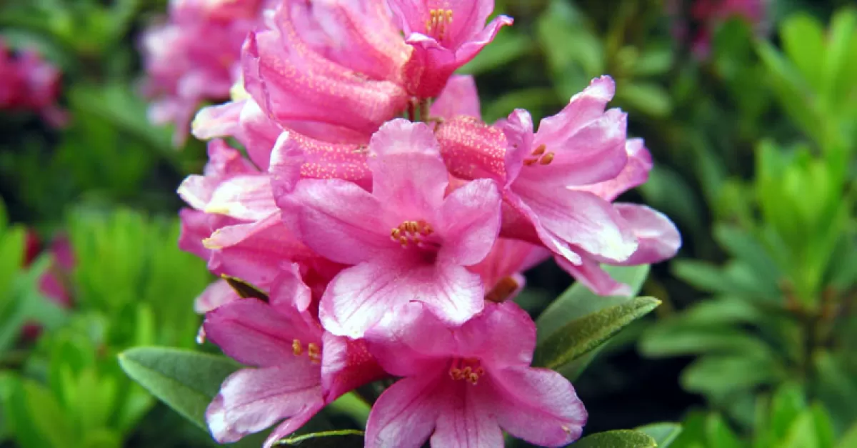 Azalea - Rododendro 