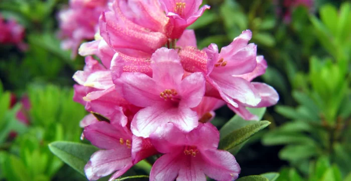 Azalea - Rododendro 