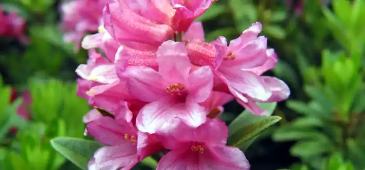 Azalea - Rododendro 