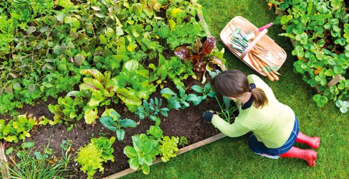 Guida alla preparazione del terreno dell’orto