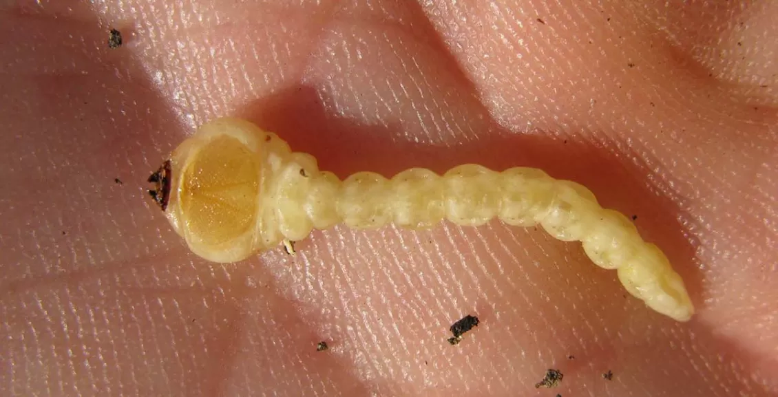 larva di Buprestidae