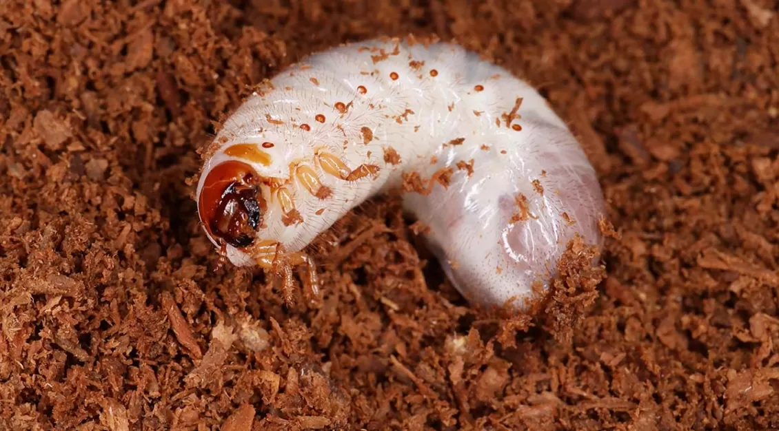 larva Cetonini