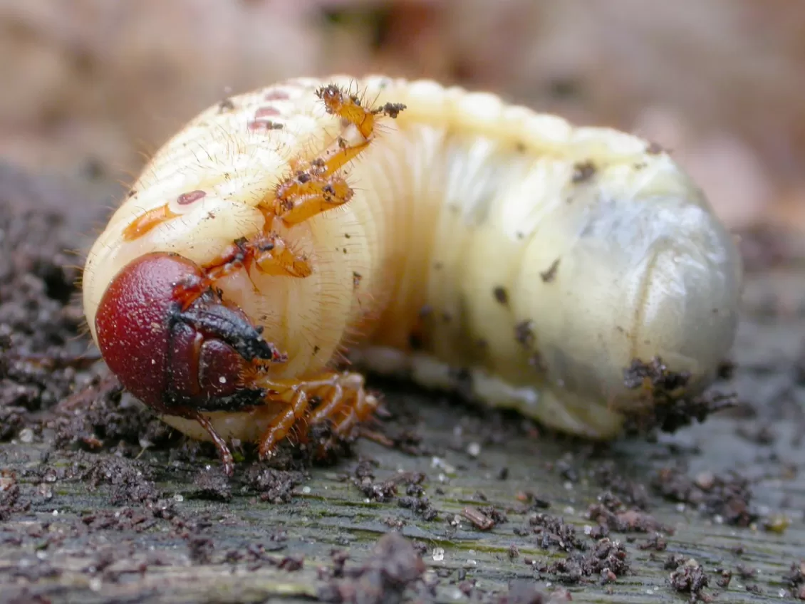 larva dell'Oryctes nasicornis