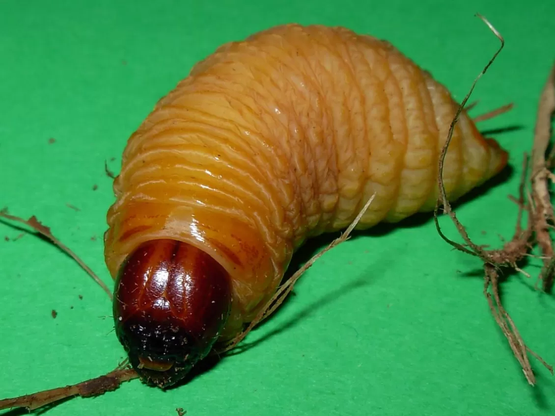 larva punteruolo rosso delle palme