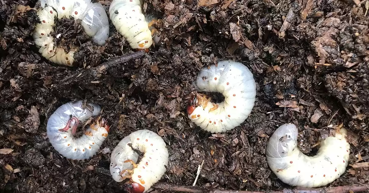 Larve di coleotteri nel terreno: Dannose o Utili? 