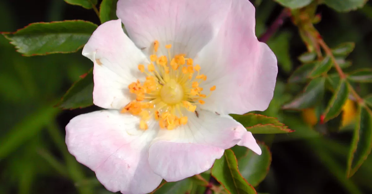 La Rosa Canina