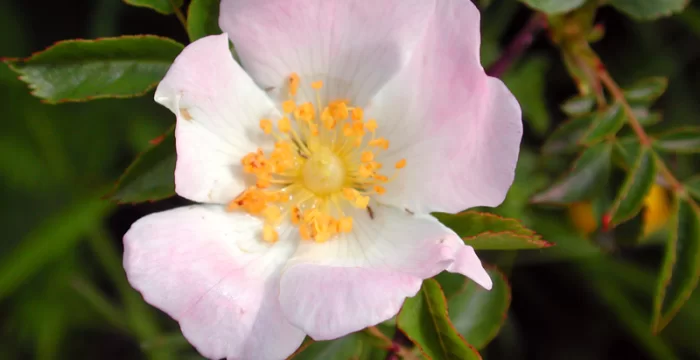 La Rosa Canina