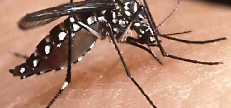 Scacciare e uccidere le zanzare