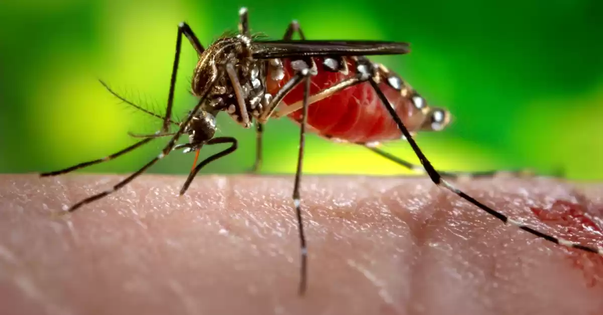 Come allontanare le zanzare dal giardino per godersi l'Estate in tranquillità