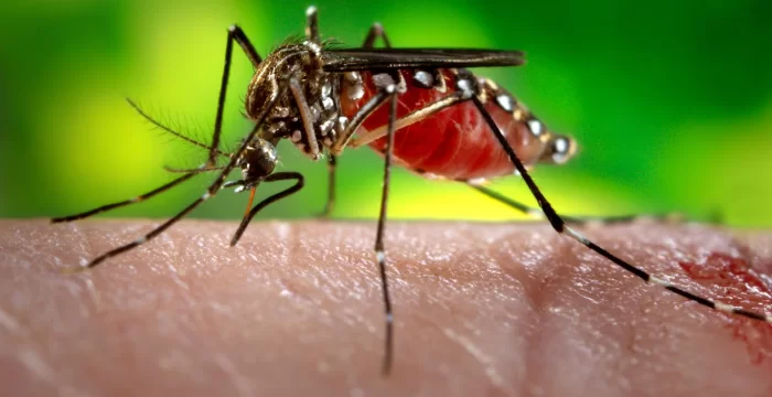 Come allontanare le zanzare dal giardino per godersi l'Estate in tranquillità