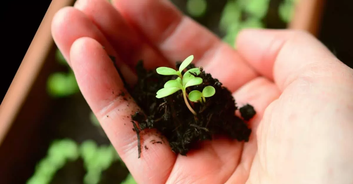 Cosa seminare a Settembre nell'orto e in giardino