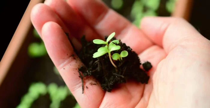 Cosa seminare a Settembre nell'orto e in giardino