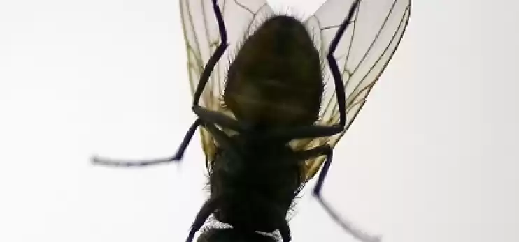 Come scacciare le mosche - Rimedi naturali contro le mosche