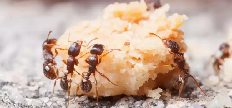 Eliminare le formiche in casa, in modo naturale